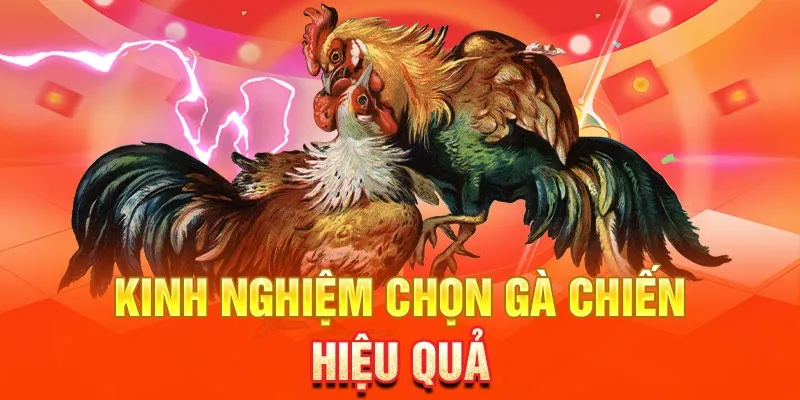 Đá gà thomo cộng đồng và văn hóa