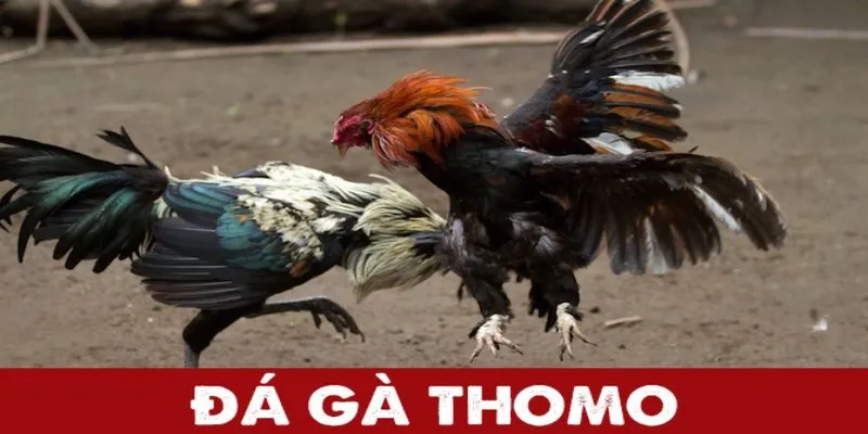 Hướng dẫn cách chơi đá gà thomo hiệu quả